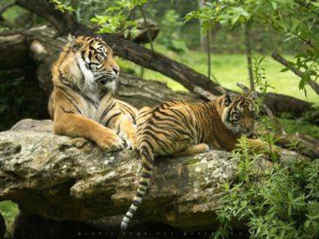 149 BIO PARC DE DOUE LA FONTAINE 3- 2016_000021.jpg
